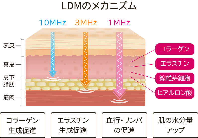 LDMのメカニズム コラーゲン生成・エラスチン生成促進・血行・リンパの促進・肌の水分量アップ