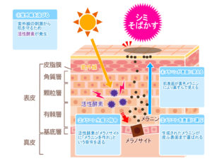 シミの原因と見分け方 | 銀座・新宿の美容皮膚科エルクリニック【公式】