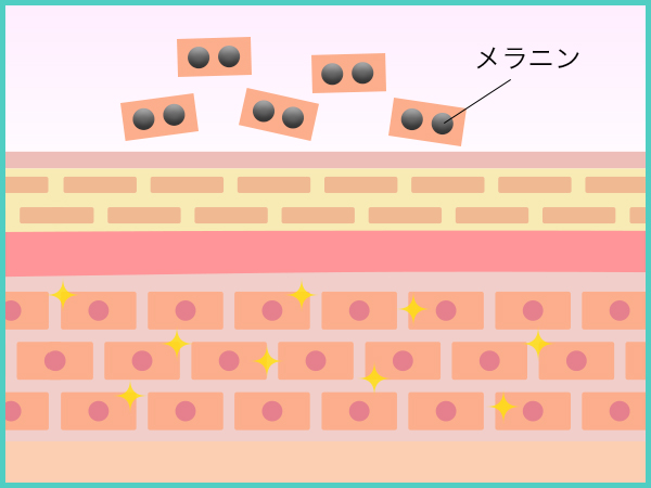 フォトフェイシャル_メカニズム3